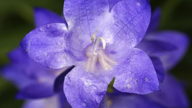 Ornamental Garden Bluebell flower creating a beautiful display.