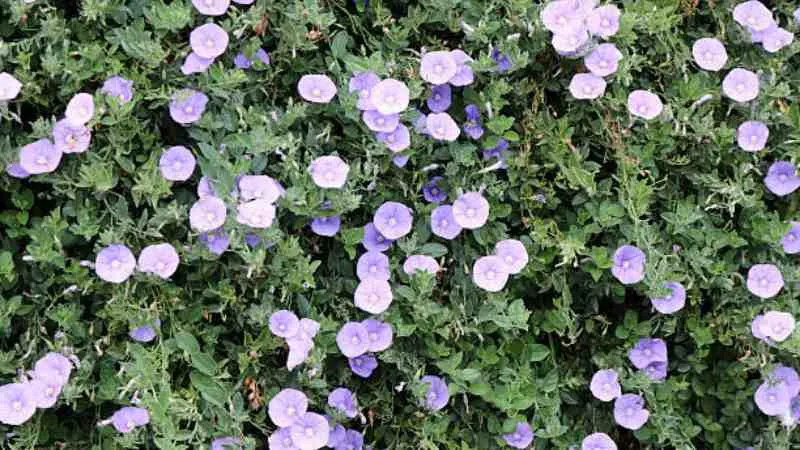 Ornamental display Purple Bindweed flower creating a garden feature.