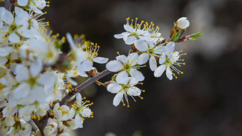 Ornamental Thorny Blackthorn flower on decorative stems.