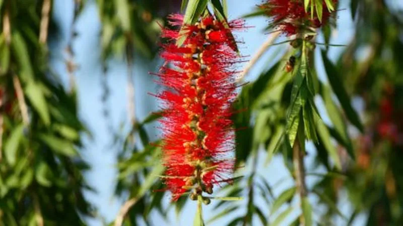 Ornamental Blooming Bottle Brush flower creating a garden display.