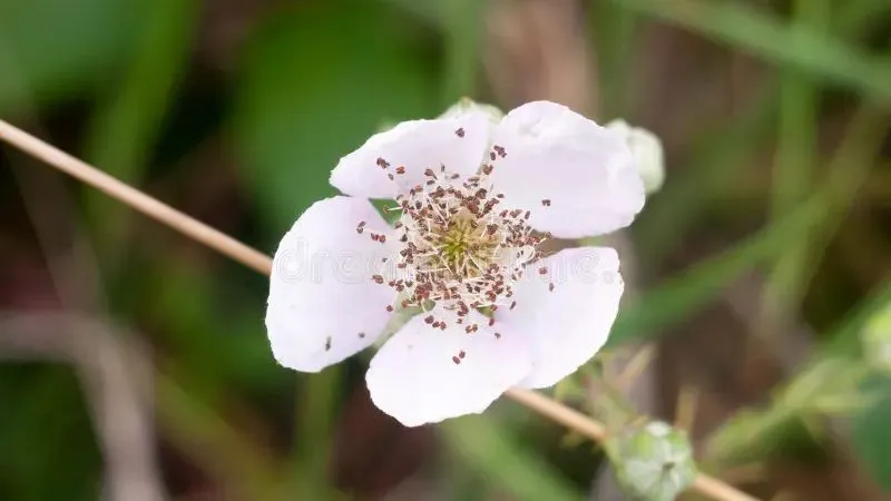 Ornamental Blooming Bramble flower creating an attractive display.