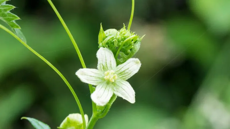 Ornamental Blooming Bryony flower creating a natural display.