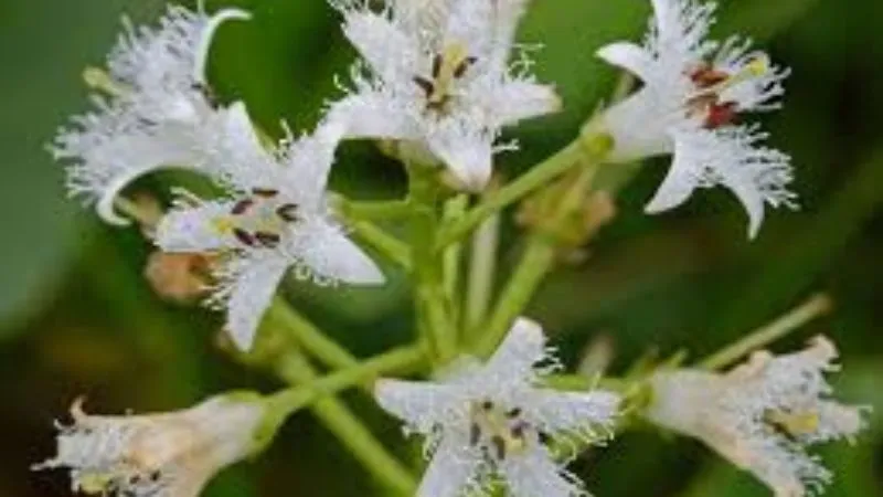 Ornamental Blooming Buckbean flower creating a natural wetland display.
