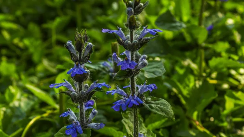 Ornamental Bloom Bugleweed flower creating an attractive display.
