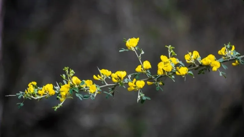Ornamental Blooming Prickly Broom flower adding garden appeal.