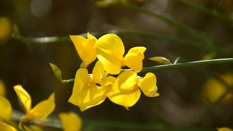 Ornamental Blooming Spanish Broom flower adding garden appeal.