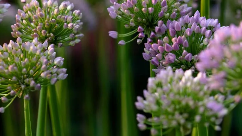 Ornamental blooming Allium flowers in full bloom.