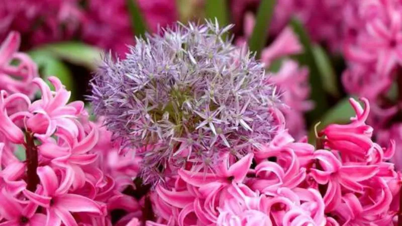 Ornamental garden Allium flowers growing in a colorful landscape.