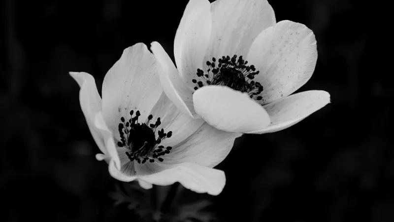 Ornamental garden Anemone flower in full bloom.