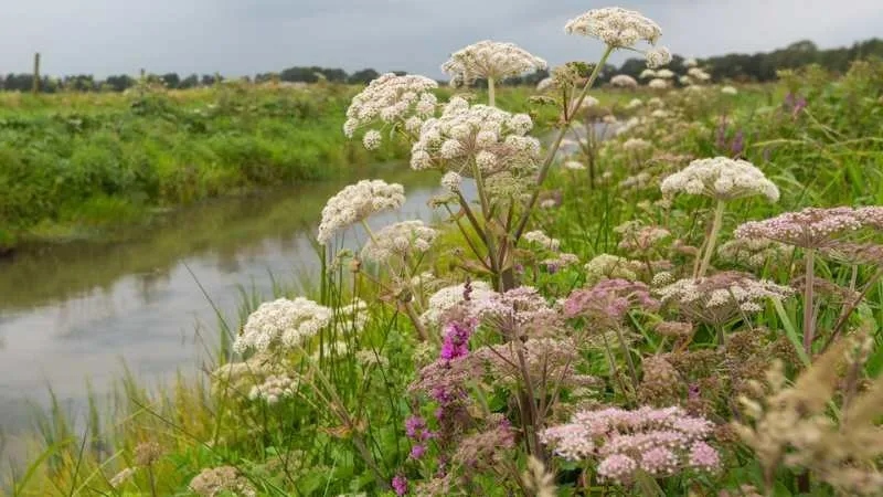 Beautiful garden Angelica flower blooming in a colorful garden bed.