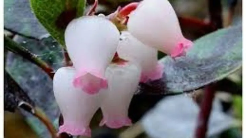 Dense blooming Bearberry flower clusters growing on trailing stems.