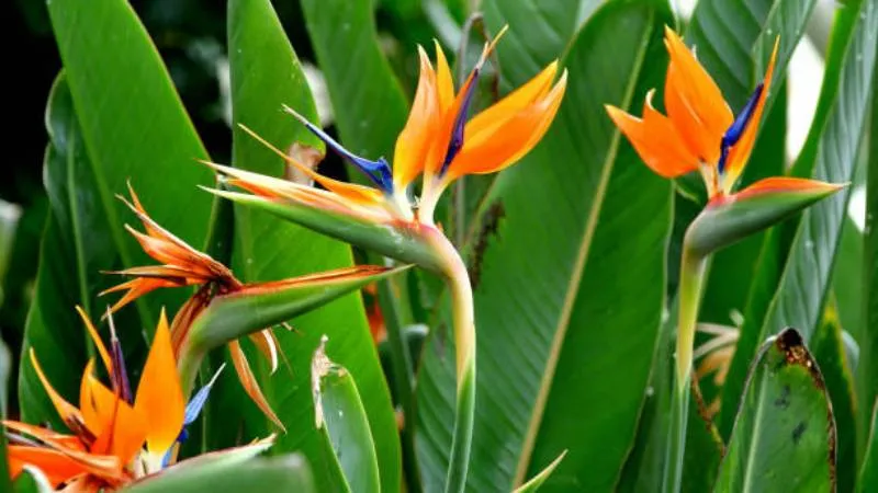 Exotic bloom Bird of Paradise flower creating a stunning display.