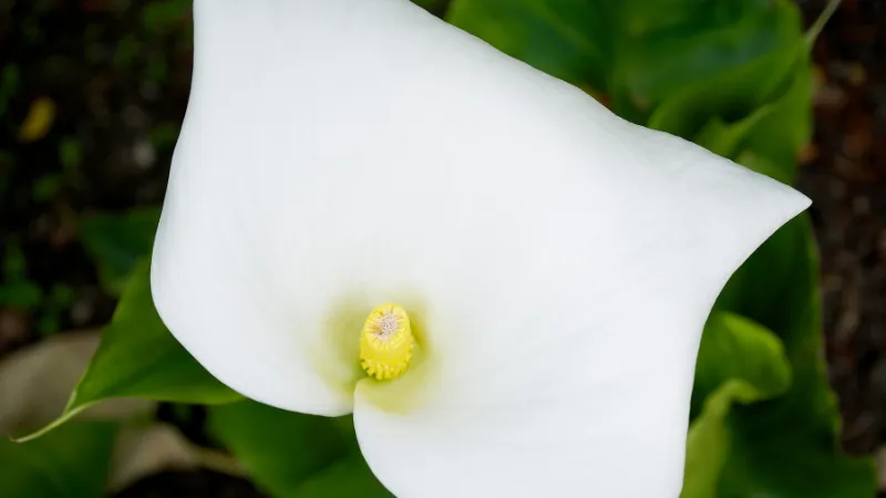 Outdoor growing Arum flowers in a natural setting.