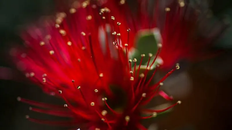Outdoor Setting Bottle Brush flower blooming naturally outdoors.