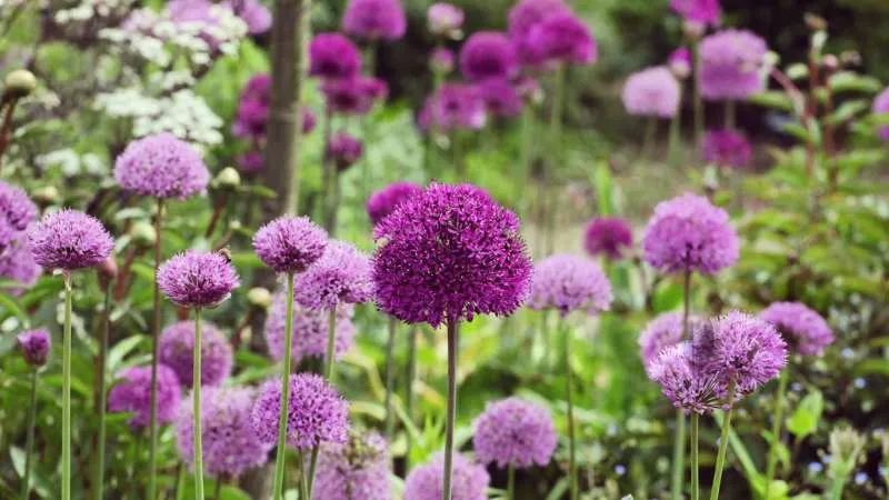 Outdoor garden Allium flowers displayed in a landscaped garden.