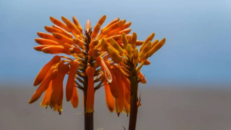 Tall growing Aloe flower stalk rising above succulent leaves.