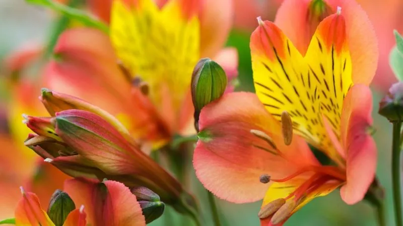 Outdoor garden Alstroemeria flowers growing in a landscaped flower bed.