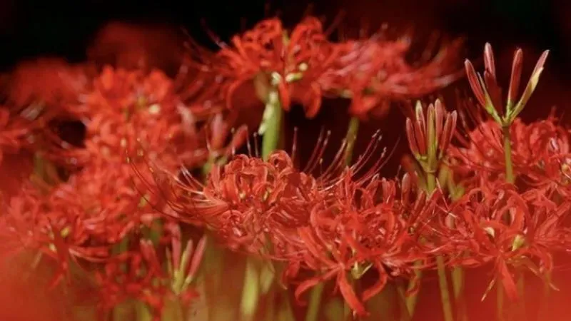 Outdoor garden Amaryllis flowers growing in a landscaped setting.