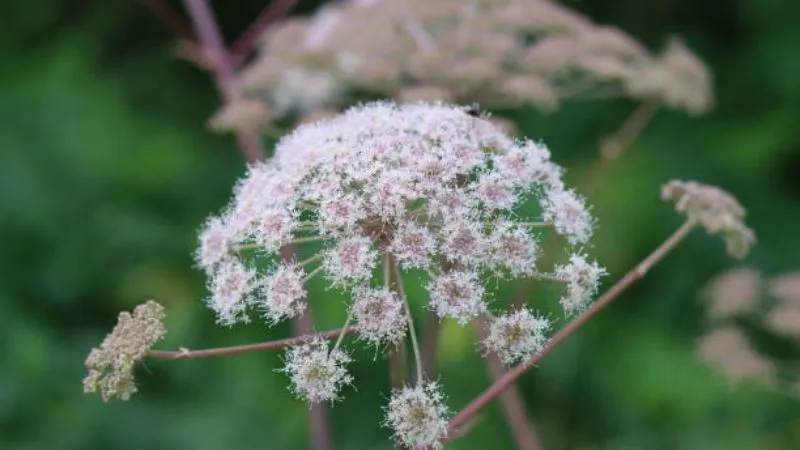 Outdoor garden Angelica flowers growing in a natural landscape.