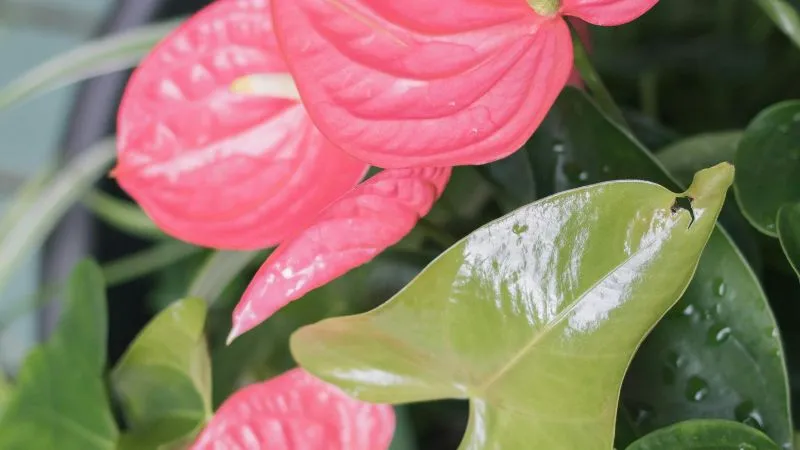 Outdoor garden Anthurium flower growing in a landscaped setting.