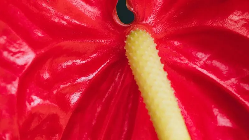 Outdoor garden Anthurium flower growing in a landscaped setting.