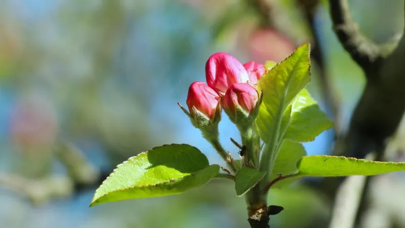 Outdoor garden Apple Blossom flower growing in a landscaped setting.