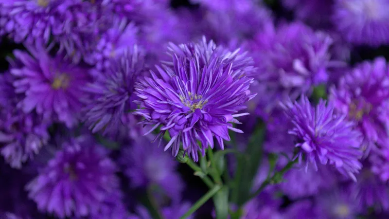 Outdoor garden Aster flower growing in a landscaped garden.