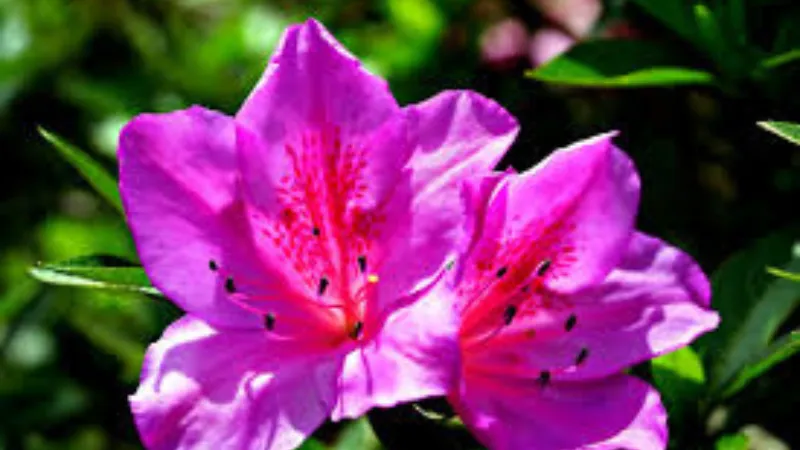 Outdoor landscape Azalea flower growing in a natural setting.