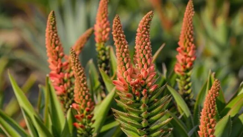Outdoor growing Aloe flowers on tall flowering stems.