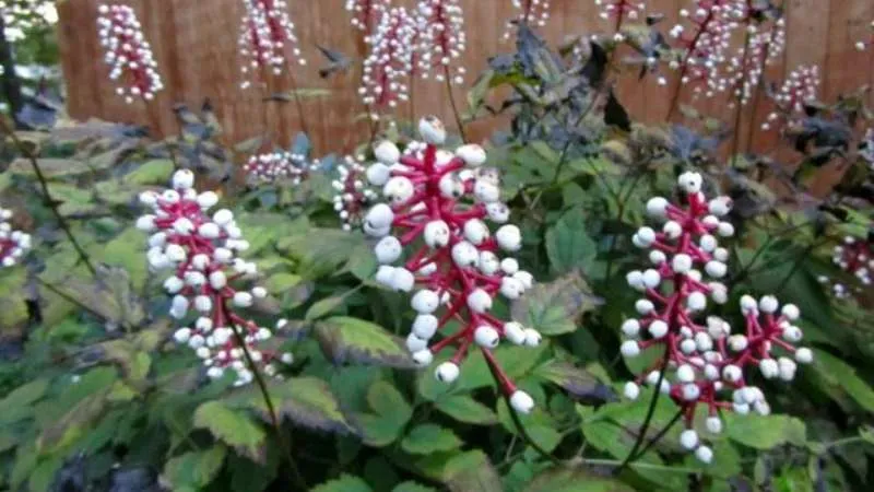 Natural setting Baneberry flower growing among green foliage.