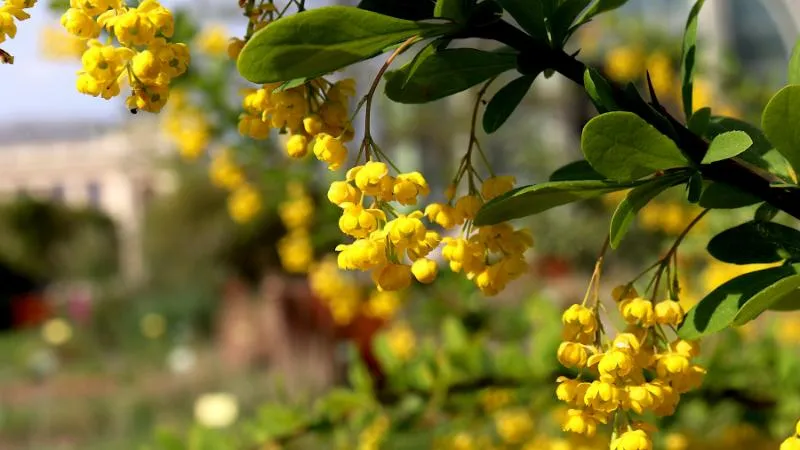 Outdoor landscape Barberry flower growing in a natural garden setting.
