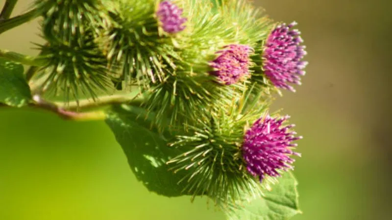 Outdoor Environment Burdock flower thriving with healthy growth.