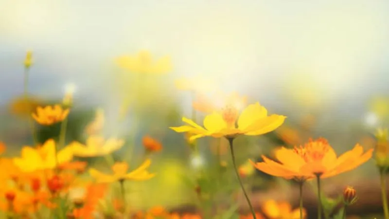 Outdoor Growth Buttercup flower growing naturally in landscapes.