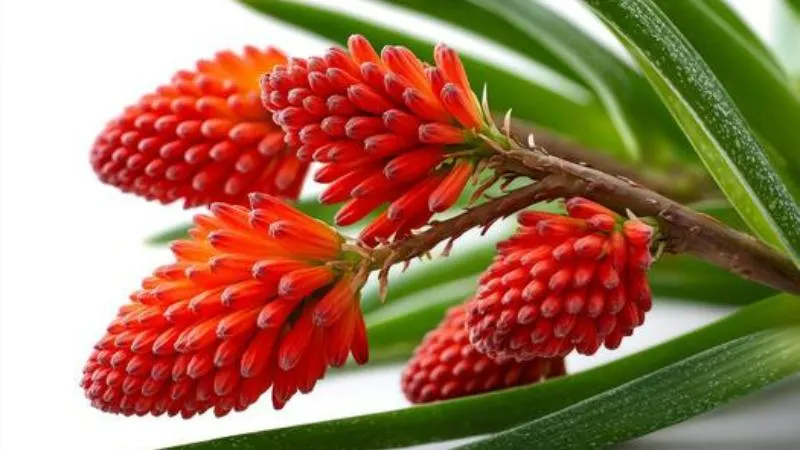 Outdoor landscape Aloe flowers growing in a natural setting.