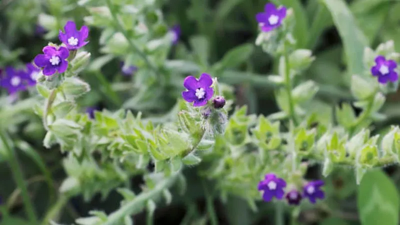 Natural Growth Bugloss flower developing outdoors.