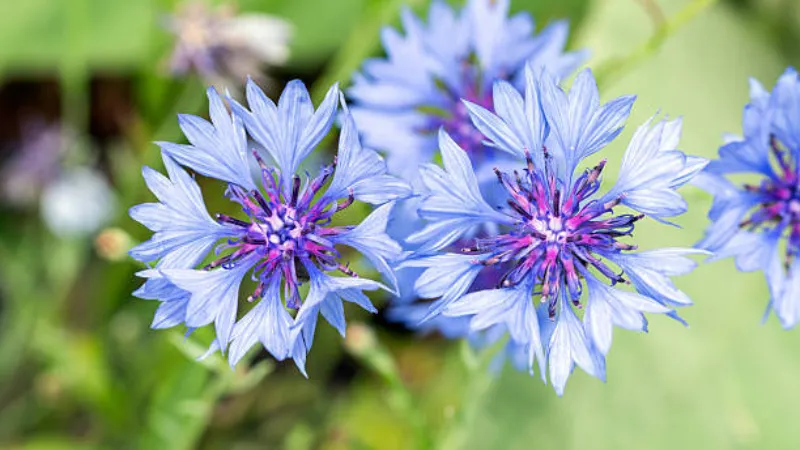 Two blue Cornflower flower blooms with purple-pink centers growing side by side.