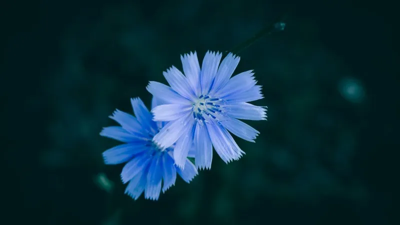 Single pale blue Chicory flower centered against a deep green background.