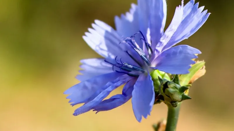 Light lavender Chicory flower growing on a slender stem against a vivid green background.