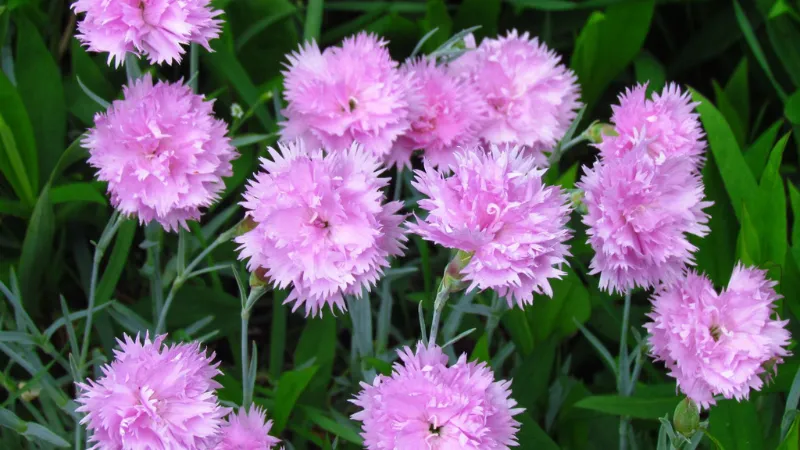 Multiple pale lilac-pink Clove Pink flower blooms growing among long narrow green leaves.