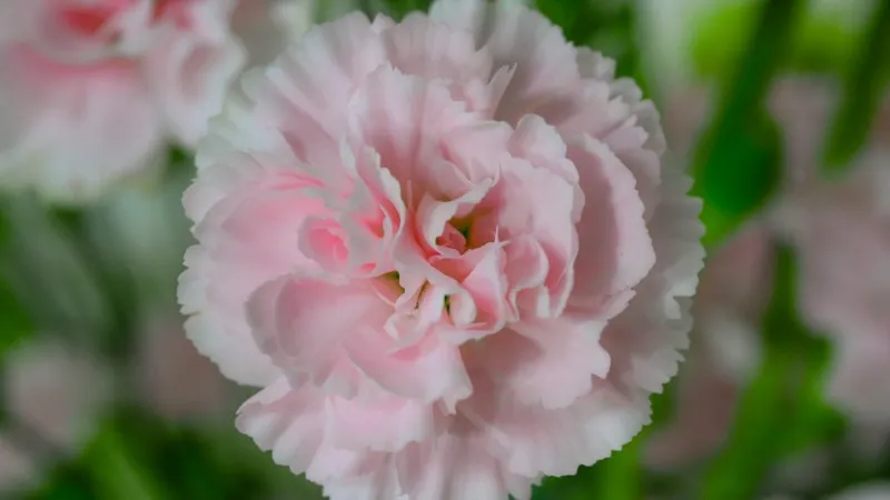 Pale pink Carnation flower with frilled petals against a green foliage background.