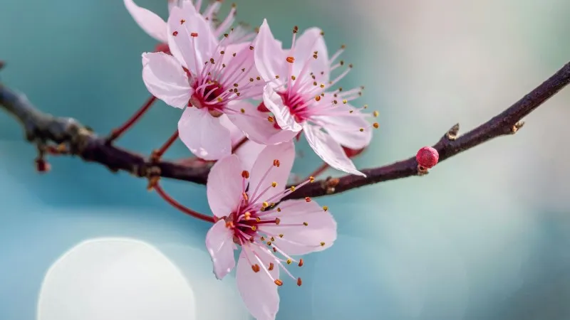 Light pink Cherry Blossom flower blooms with multiple buds on branches.