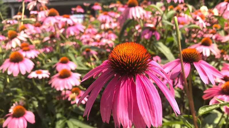Pink Pale Purple Coneflower flower in focus with a field of Pale Purple Coneflower flowers blooming behind it.