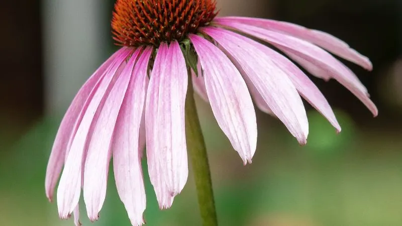 Side view of a pale purple Pale Purple Coneflower flower with drooping petals and an orange center.