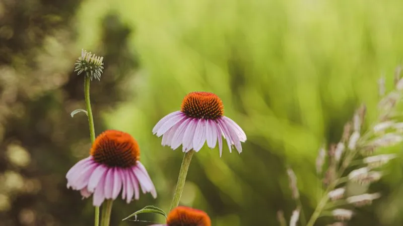 Two pale purple Pale Purple Coneflower flowers with orange centers and an unopened bud nearby.