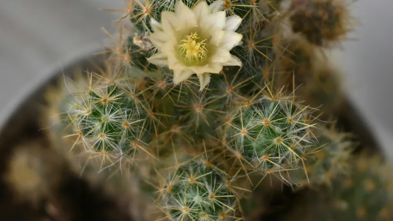 Pale Yellow Cactus flower blooming on a spiny cactus.