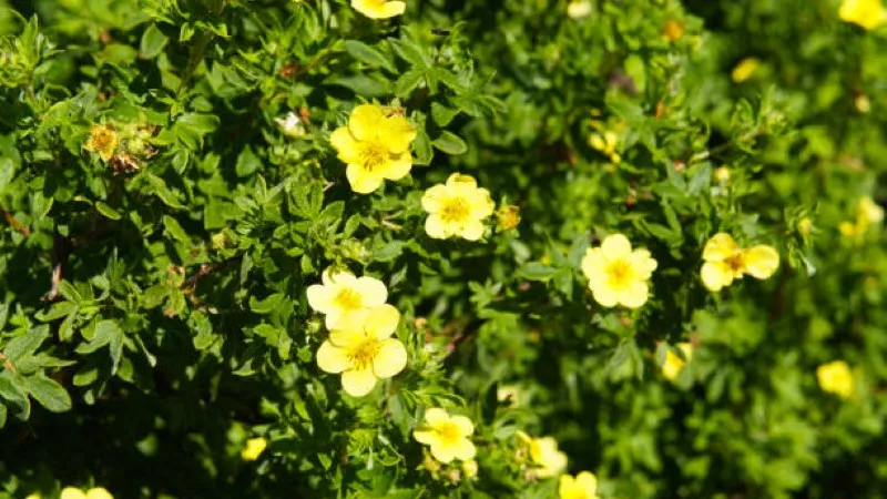 Pale yellow Cinquefoil flower blooms on a green shrub in soft sunlight.