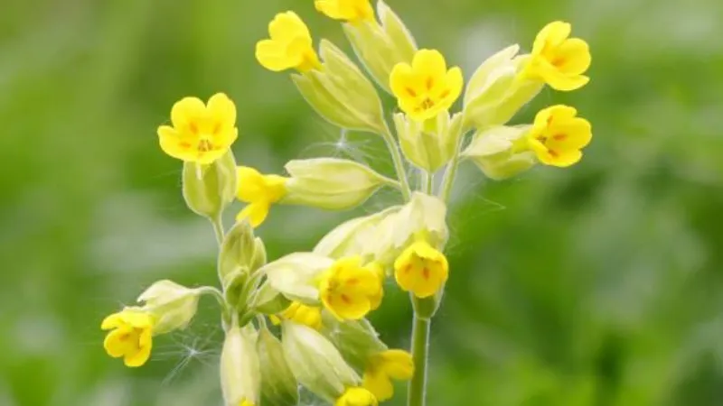 Yellow Cowslip flower blooms growing among tall green grass in a meadow.