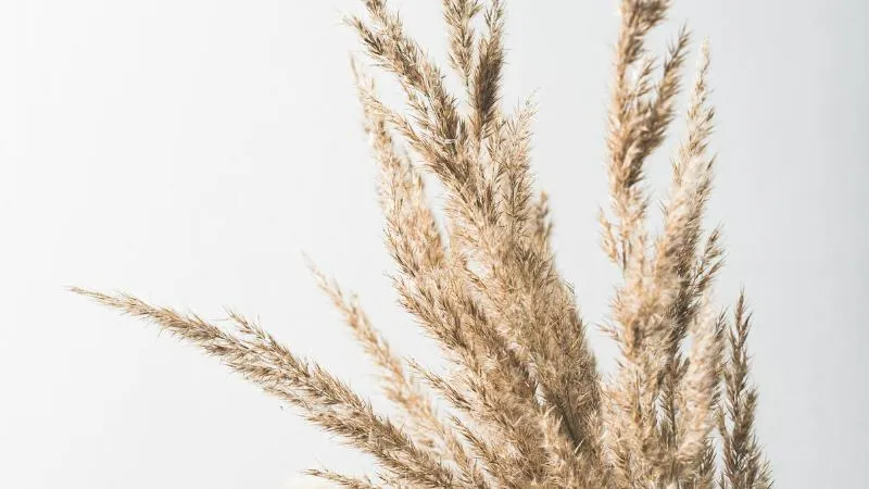 Beige pampas grass plumes against a clean white background