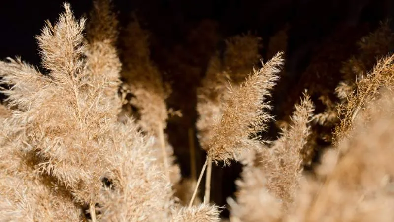 Pampas grass plumes glowing warmly against a dark night background