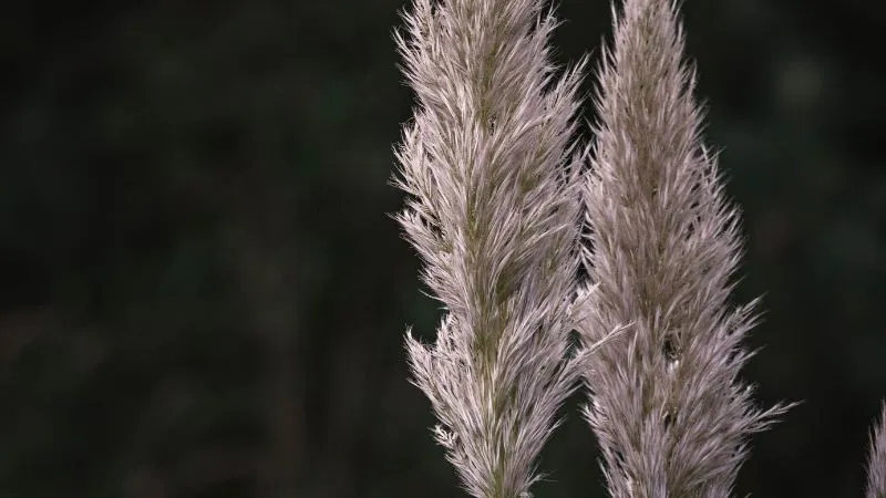 Two feathery pampas grass plumes against a dark blurred background